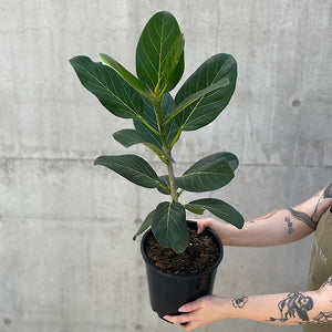 Ficus Benghalensis Audrey 200mm