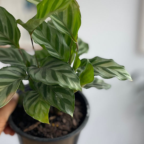 Calathea Freddy 130mm
