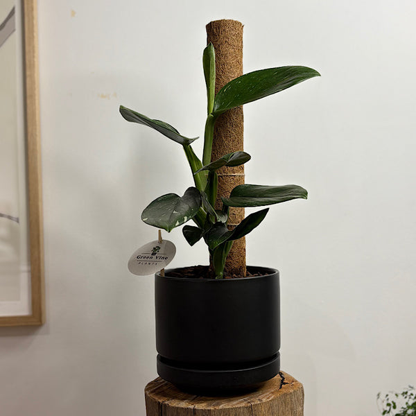 Monstera Standleyana on Pole in Medium Zurich Pot Black