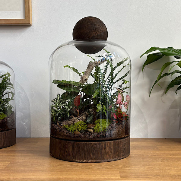 X-Large Helga Terrarium with Lush Forrest with Timber Base and Ball #0209