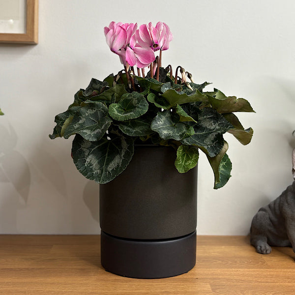 Kelly Pot with Saucer Black 16cm
