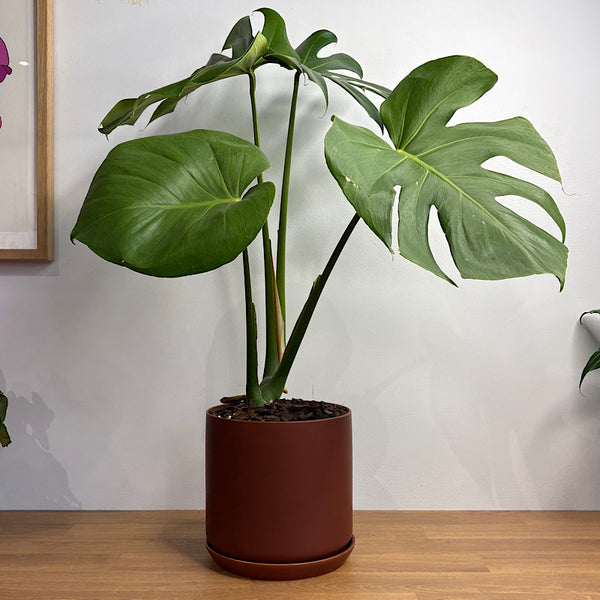 Monstera Deliciosa in Large Oslo Pot Brick