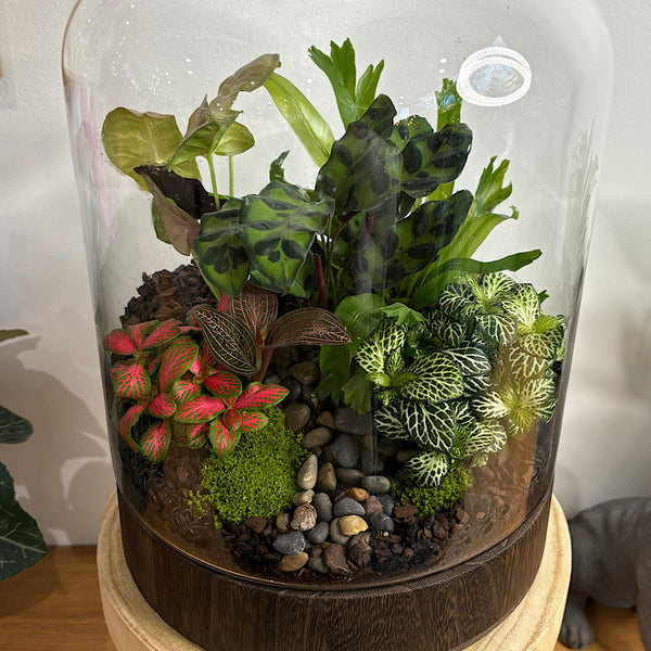 X-Large Helga Terrarium with Lush Forrest with Timber Base and Ball #1912