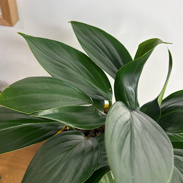 Epipremnum Pinnatum Dragons Tail in Medium Oslo Pot Tobacco