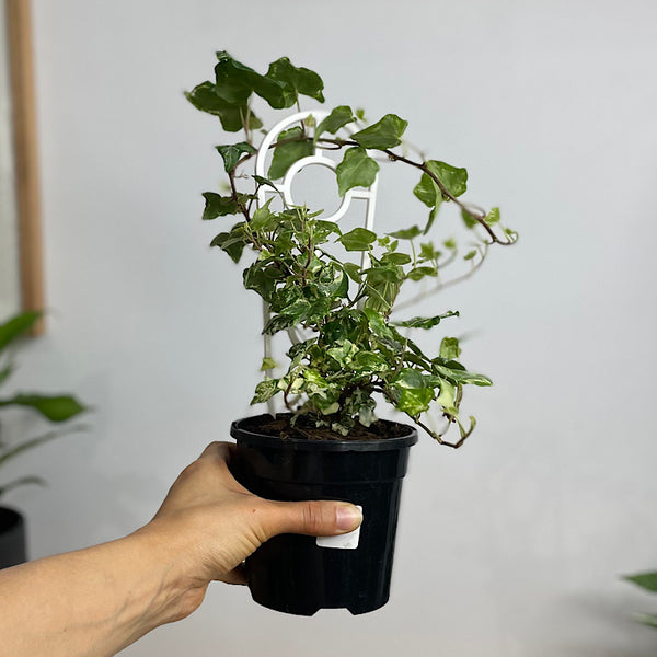 Hedera Helix Camouflage Ivy 120mm