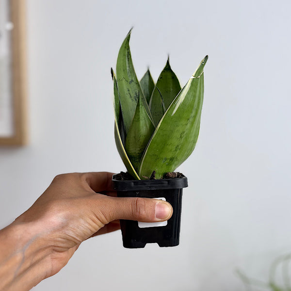 Sansevieria Snow White Hahnii Snake Plant 70mm