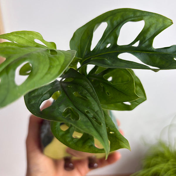 Monstera in Avocado Pot