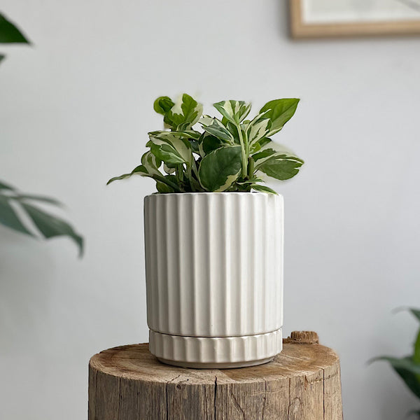 Pothos Snow Queen in Small Athens Pot White