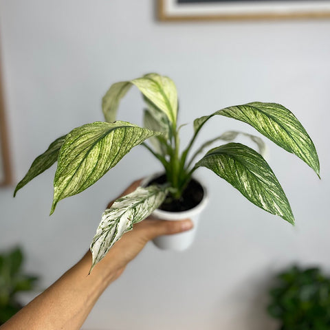 Spathiphyllum Jessica Variegated Peace Lily 90mm