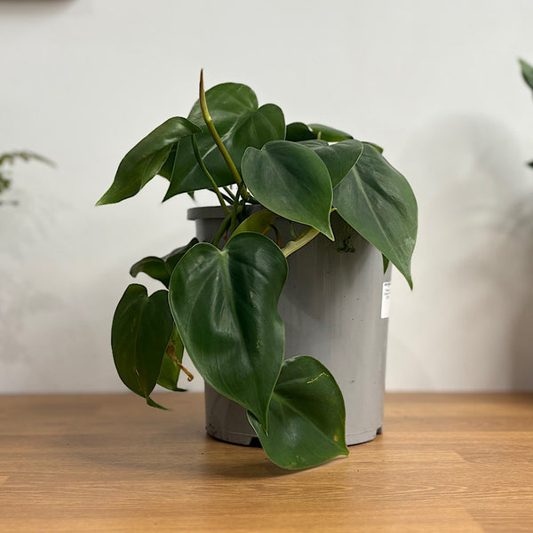 Philodendron Cordatum 170mm