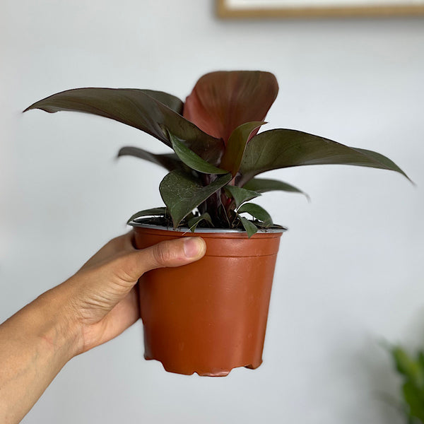 Philodendron Red Heart 130mm