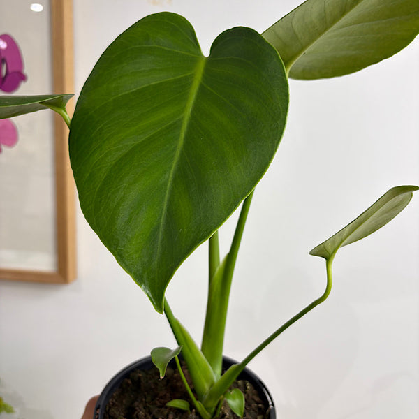 Monstera Deliciosa Fruit Salad 120mm
