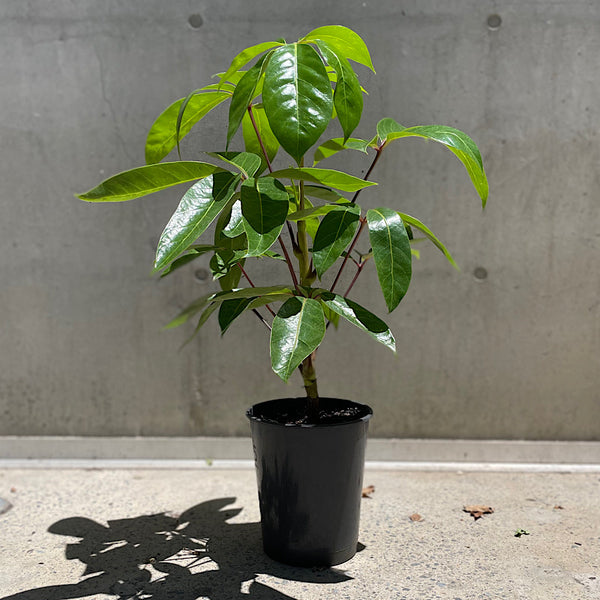Schefflera Amate Umbrella Tree 200mm
