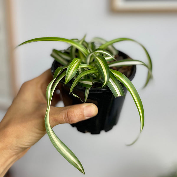 Chlorophytum Spider Plant Curly 100mm