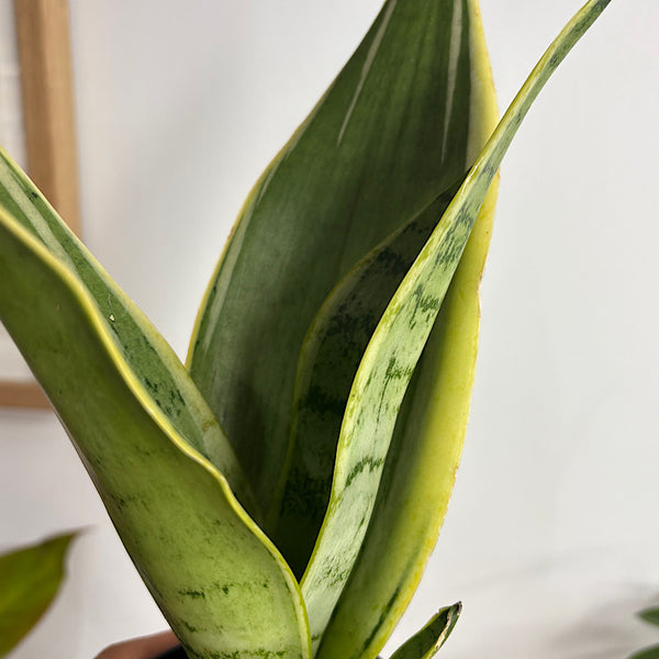 Sansevieria Trifasciata Snow Snake Plant 80mm