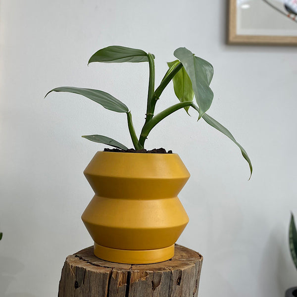 Philodendron Silver Sword in Hanover Pot Tobacco