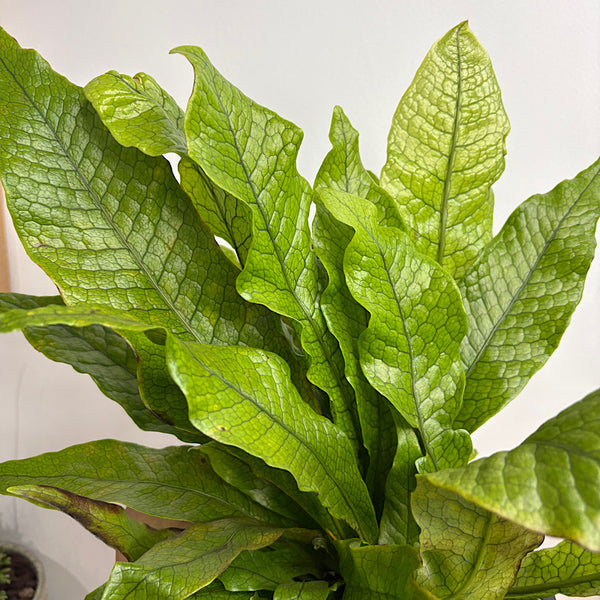 Microsorum Crocodyllus Crocodile Fern 190mm
