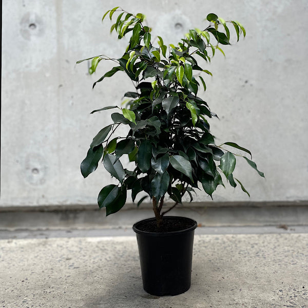 Ficus Midnight Beauty 180mm