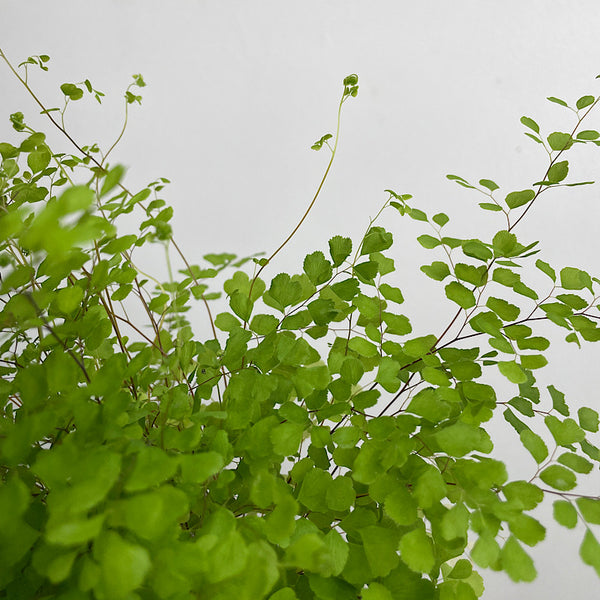 Maidenhair Fern in Large Self Watering Glass Pot