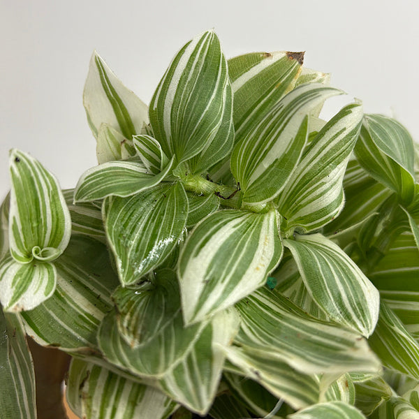 Tradescantia Flumensis Quicksilver 120mm