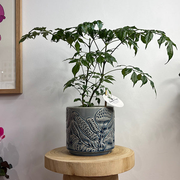 Asian Bell in Corindi Pot Blue