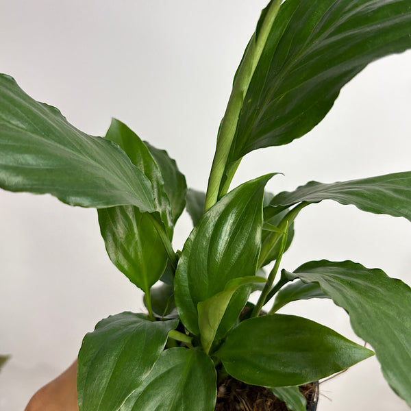 Spathiphyllum Sweet Chico 100mm
