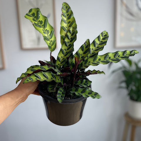 Calathea Insignis Rattlesnake Plant 170mm