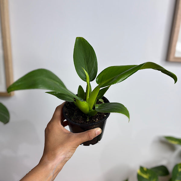 Philodendron Fat Boy Martianum 100mm