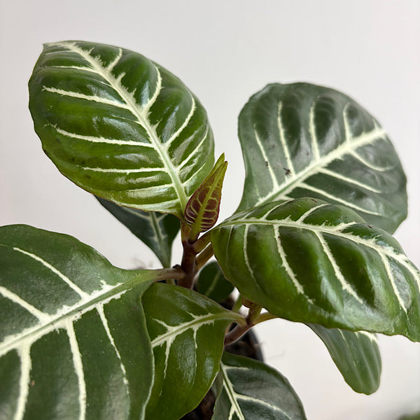 Aphelandra Squarrosa Zebra Plant 120mm