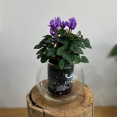 Cyclamen Violet in Medium Self Watering Glass Pot