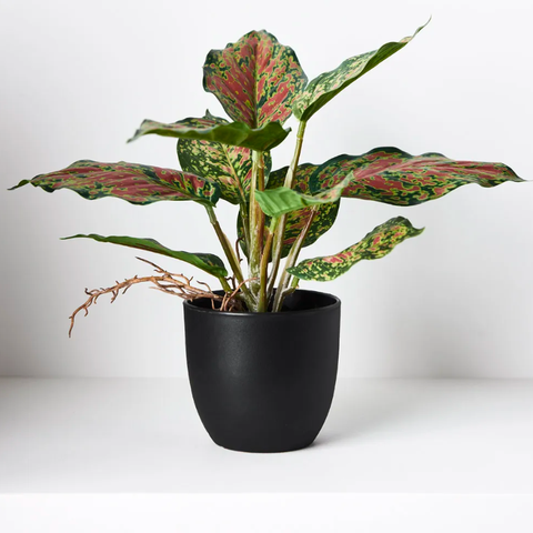 dieffenbachia pink Artificial Dieffenbachia Plant Pink Speckle – The Green Vine Plants