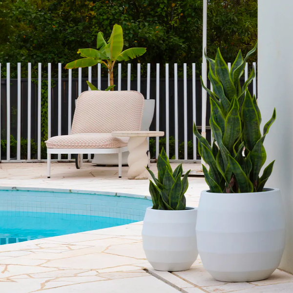 Artificial Sansevieria Snake Plant 51cmH