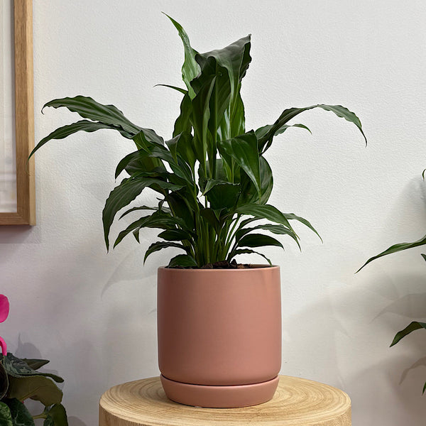 Peace Lily in Small Oslo Pot Dusty Rose