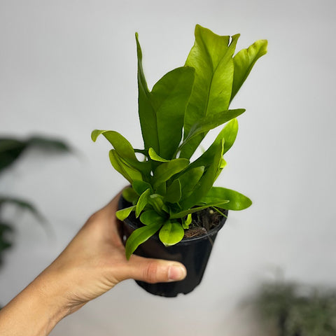 Microsorum Green Flame Fern 100mm