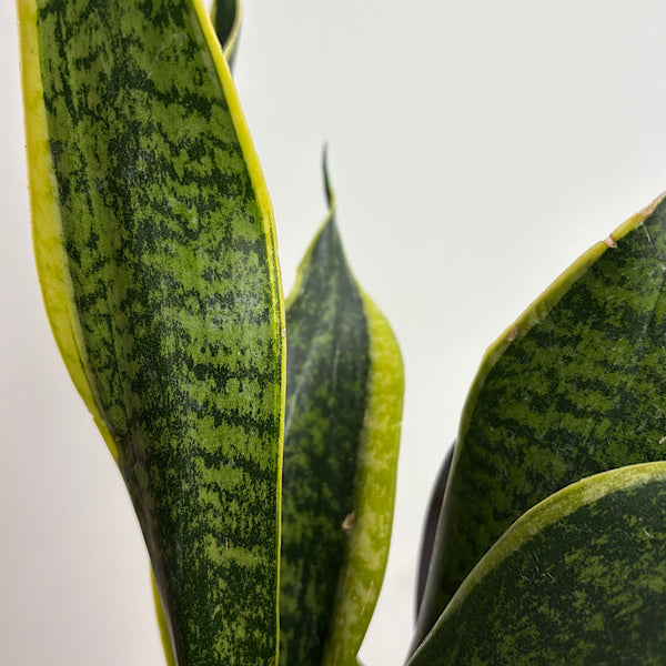 Sansevieria Superba Snake Plant 100mm