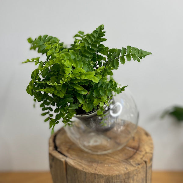 Boston Fern in Tilt Self Watering Glass Pot