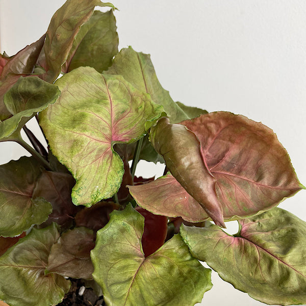 Syngonium Strawberry Ice in Medium Oslo Pot Eucalypt