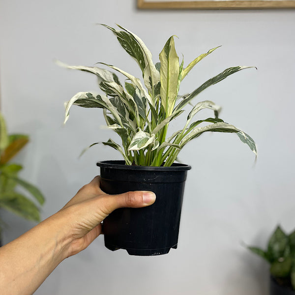 Spathiphyllum Domino Variegated Peace Lily 130mm
