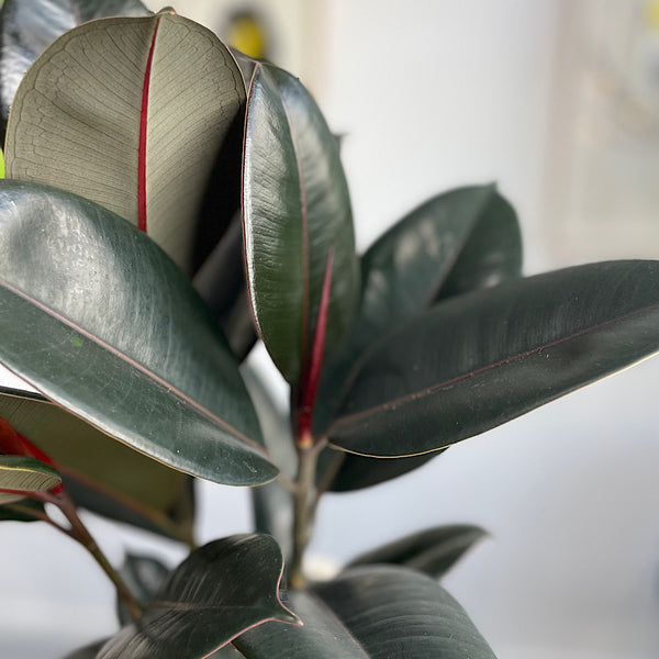 Ficus Burgundy in Large Parker Pot Cream
