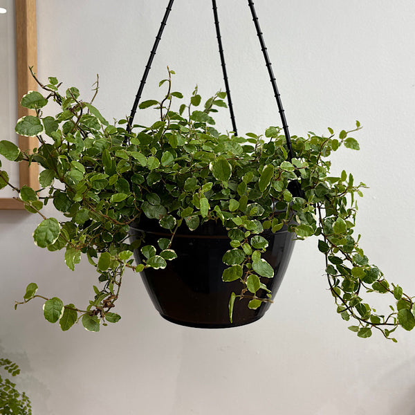 Ficus Pumila Ice Caps 200mm Hanging