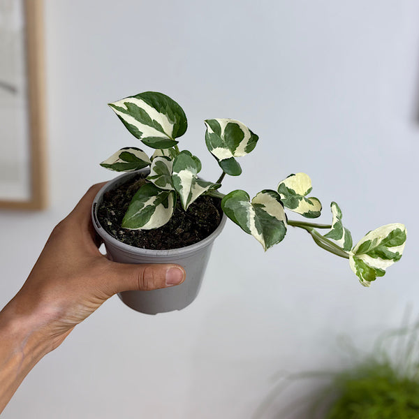 Epipremnum Aureum Snow Queen Pothos 105mm