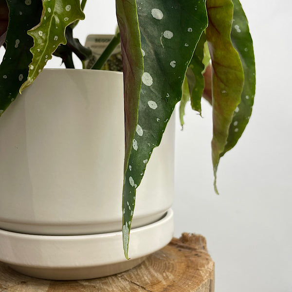 Begonia Maculata in Medium Zurich Pot White