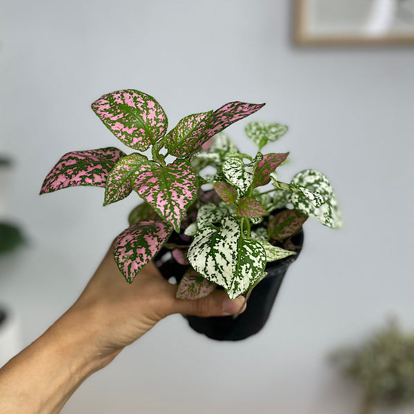 Hypoestes Triple Polka Dot Plant 100mm