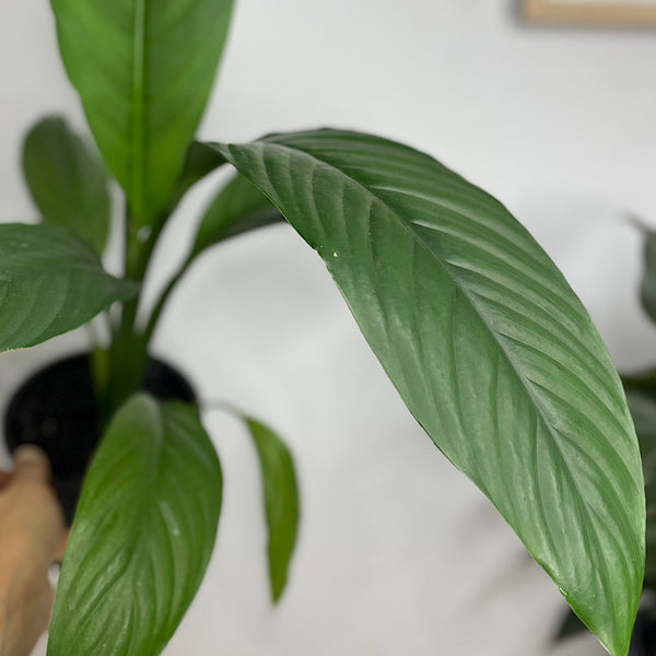 Spathiphyllum Sensation Peace Lily 130mm