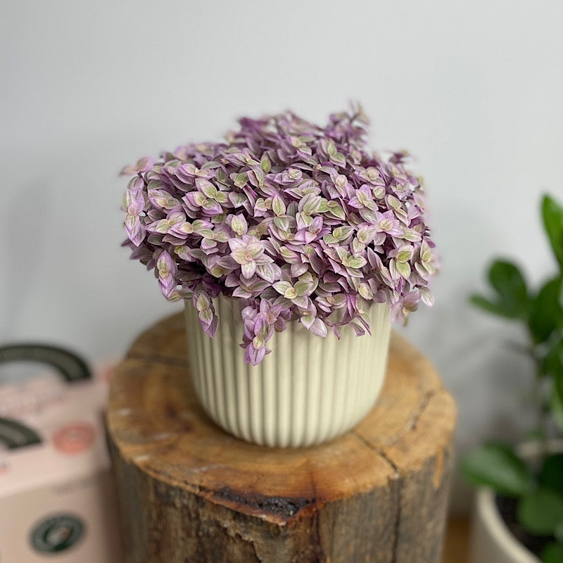 Pink Panther in Small Palina Pot Ivory