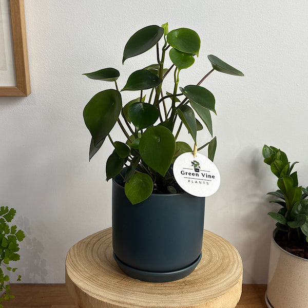 Peperomia Polybotrya Raindrop in Small Oslo Navy