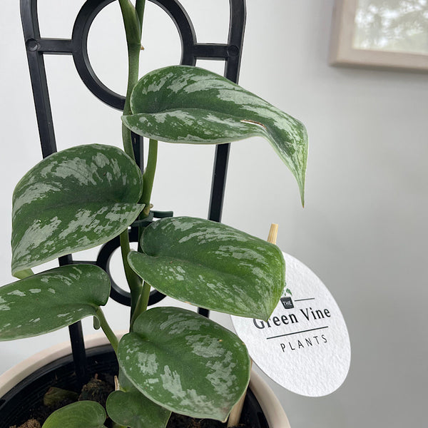 Satin Pothos in Berlin Pot Parchment