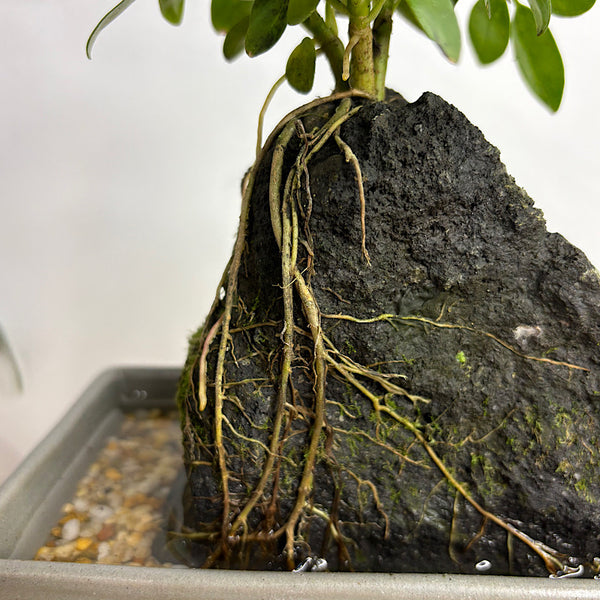 Schefflera Life on the Rocks in Charcoal Pot