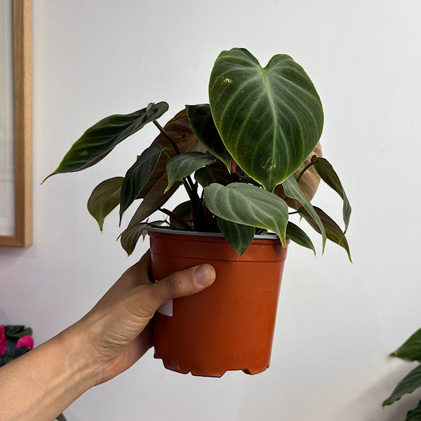 Philodendron El Choco Red 130mm