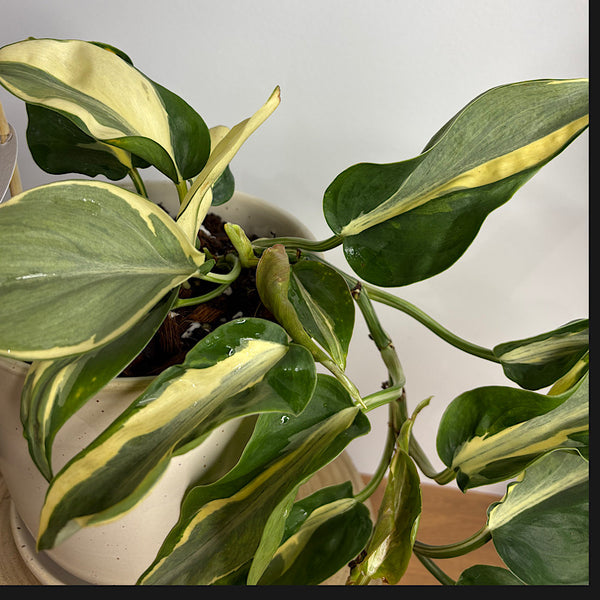 Philodendron Rio Cream Splash in Medium Gerti Speckle Pot White Speckle